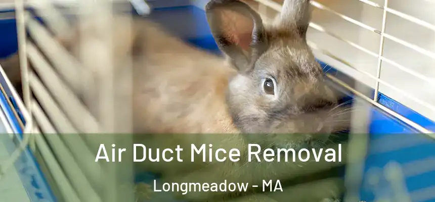  Air Duct Mice Removal Longmeadow - MA